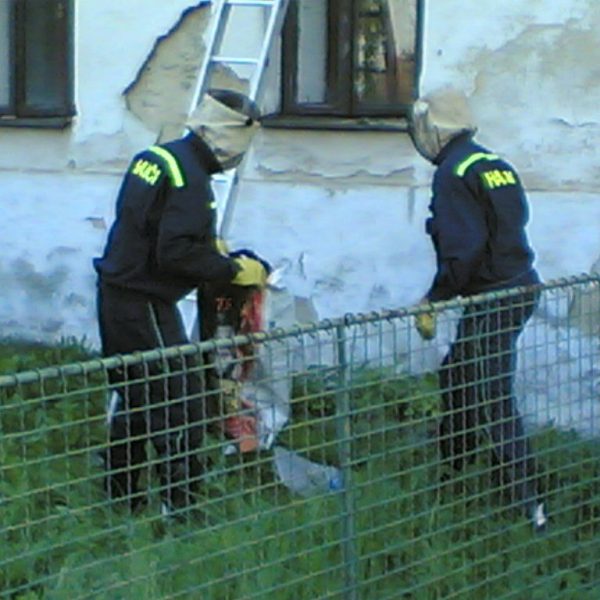 Odstranění bodavého hmyzu